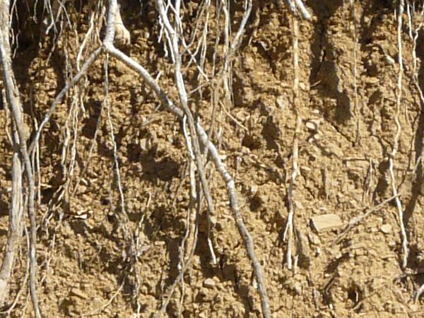 Texture of roots protruding from dry, brown dirt, with areas of green plants.